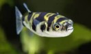 Puffer asellus — 6